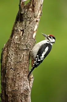 David Slater Prints: Juvenile Great Spotted Woodpecker (Dendrocopus major) on tree, England