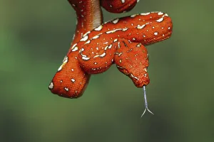 Immature Prints: Juvenile Green tree python