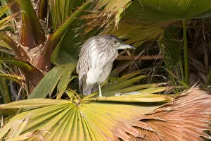 Images Dated 31st January 2007: Juvenile (immature) Black-crowned Night-Heron sits on fan palm at Santee Lakes in