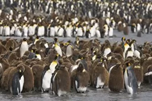 Juvenile King penguins, known as oakum boys creche together in the largest king penguin