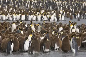 Molt Prints: Juvenile King penguins, known as oakum boys creche together in the largest king penguin