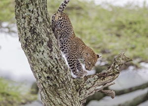 Images Dated 4th February 2014: Juvenile leopard descends tree, front paws on branch below it, rear paws against