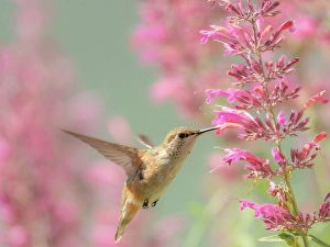 Juvenile Prints: Juvenile male Calliope hummingbird feeding on agastache flowers, New Mexico