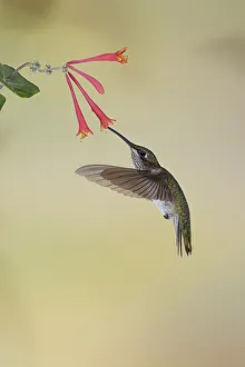 Juvenile male Ruby-throated hummingbird in flight feeding on honeysuckle, Kentucky