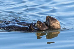 Floating Prints: A juvenile and mother sea otter float together serenely in Moss Landing Harbor, California