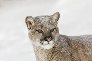 Predatory Prints: Juvenile mountain lion in deep winter snow, controlled situation, Montana, Puma concolor