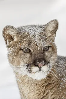Images Dated 18th July 2019: Juvenile mountain lion in deep winter snow, controlled situation, Montana, Puma concolor