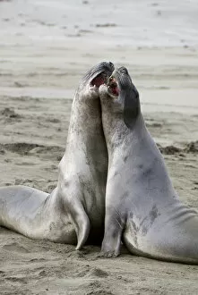 Juvenile northern elephant seals sparring, Mirounga angustirostris, San Luis Obispo