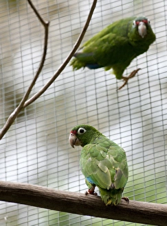 Images Dated 6th April 2009: Juvenile Puerto Rican Parrots for future release, Amazonia vitatta, Rio Abajo Aviary