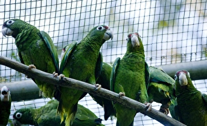 Endangered Specie Prints: Juvenile Puerto Rican Parrots for future release, Amazonia vitatta, Rio Abajo Aviary