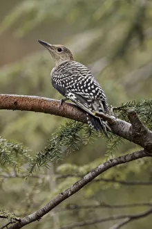 Juvenile Prints: Juvenile, Red-bellied woodpecker
