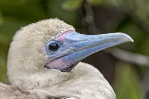South America Prints: Juvenile Red-footed booby. Genovesa Island, Galapagos Islands, Ecuador