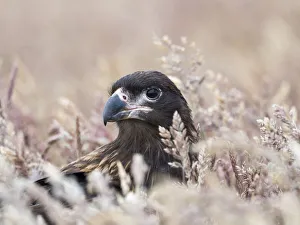 Malvinas Prints: Juvenile striated caracara, protected, endemic to the Falkland Islands