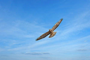 Raptor Prints: Juvenile Swainson's hawk in ghost town of Chesterfield, Idaho