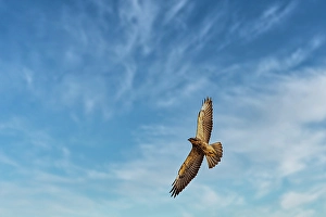 Raptor Prints: Juvenile Swainson's hawk in ghost town of Chesterfield, Idaho