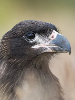 Malvinas Prints: Juvenile with typical pale skin in face. Striated Caracara or Johnny Rook, protected