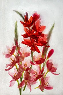 Dennis Kirkland Prints: Kaffir lilies in ice