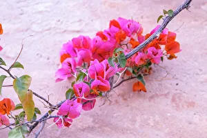 Kairouan Prints: Kairouan, Tunisia. Flowers against a wall in the city of Kairouan