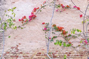 Tunisia Prints: Kairouan, Tunisia. Flowers against a wall in the city of Kairouan