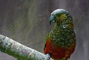 Parrot Prints: Kaka, a native parrot of New Zealand, with mist from waterfall in Milford Sound as