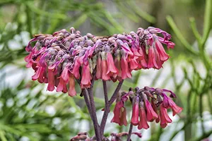 Herb Prints: Kalanchoe blooming, Florida, USA