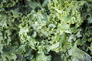 South Carolina Prints: Kale for sale at a farmers market, Charleston, South Carolina. USA