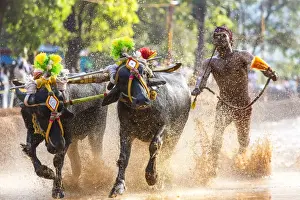 Tandem Prints: Kambala, traditional buffalo racing, Kerala, India