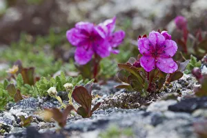 Sub Arctic Prints: Kamchatka Rhododendron; Spring Rain