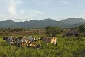 Rupununi Prints: Kanaku Mountains Nappi Rupununi GUYANA South America