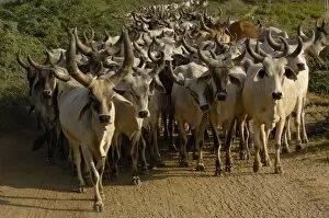 Images Dated 14th November 2006: Kanarej cattle belonging to the Jhalavadi Rabari subgroup found around the Little Rann of Kutch