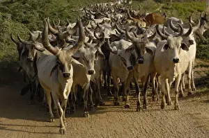 Gujarat Prints: Kanarej cattle belonging to the Jhalavadi Rabari subgroup found around the Little Rann of Kutch