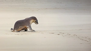 Images Dated 2000: Kangaroo Island, Australia, Sea Lion Pup