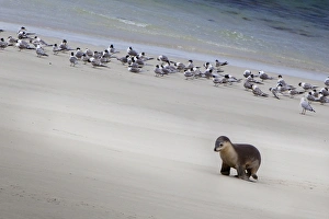 Kangaroo Island Prints: Kangaroo Island, Australia. Sea Lion Pup on the beach
