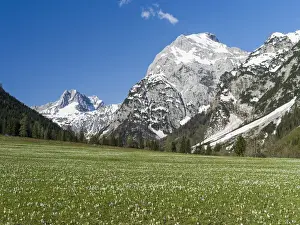 Crocus Prints: The Karwendel Mountain Range near Gramai in valley Falzthurntal during spring close