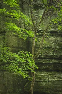 Kaskaskia Canyon, Starved Rock State Park, LaSalle County, Illinois