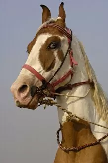 Images Dated 2nd November 2006: Kathiawari horse breed. Pushkar, Rajasthan. INDIA