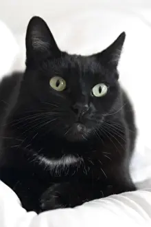 Sacramento Prints: Katishaw, female black and white domestic short haired cat, CA