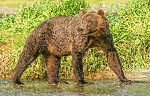 Images Dated 3rd June 2024: Katmai, Alaska. Portrait of female brown bear looking for any aggressive males before fishing for salmon