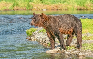 Images Dated 3rd June 2024: Katmai, Alaska. Portrait of young female brown bear watches for swimming salmon in the river during the fall salmon run