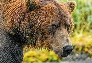 Katmai National Park, Alaska. Close-up portrait of large male brown bear fishing for salmon during the fall salmon run