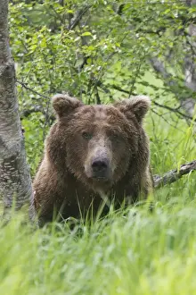 Images Dated 30th June 2011: Katmai National Park, Alaska, a brown bear looks out from tall grass
