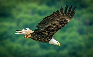Raptor Prints: Katmai National Park, Alaska. Portrait of bald eagle scanning the river for fish during the fall salmon run