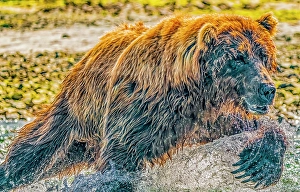 Images Dated 3rd June 2024: Katmai National Park, Alaska. Portrait of large male brown bear fishing for salmon during the fall salmon run