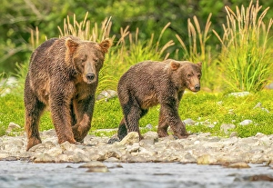 Looking At Camera Prints: Katmai National Park, Alaska. Portrait of mother brown bear and cub walking along the riverbank hunting for salmon
