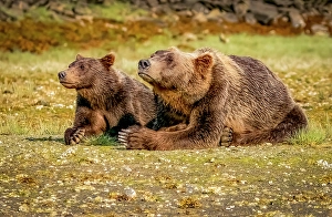 Mother Prints: Katmai National Park and Preserve