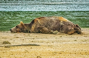 Full Prints: Katmai National Park and Preserve