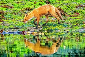 Kelp Prints: Katmai Peninsula, Alaska. Portrait of Alaskan red fox hunting among kelp in rocks lining the shore