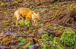 Kelp Prints: Katmai Peninsula, Alaska. Portrait of Alaskan red fox hunting among rocks lining the shore