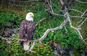 Raptor Prints: Katmai Peninsula, Alaska. Portrait of bald eagle scouting for fish during the fall salmon run