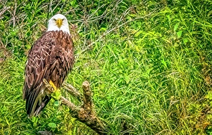 Looking At Camera Prints: Katmai Peninsula, Alaska. Portrait of bald eagle scouting for fish during the fall salmon run